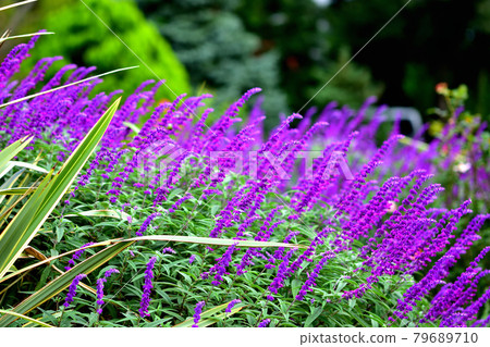 Autumn English Rose Garden, Salvia at Minato Mirai Park 79689710