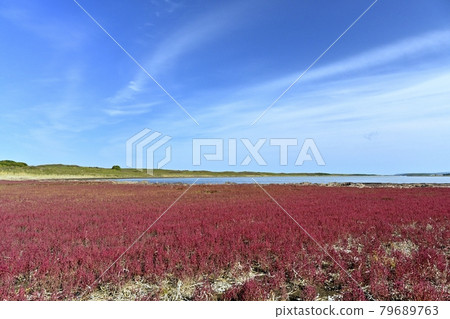 Autumn foliage of the coral grass community at Lake Saroma Wakka Primeval Flower Garden 79689763