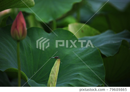 Lotus world, lotus field Lotus world, lotus field 79689865