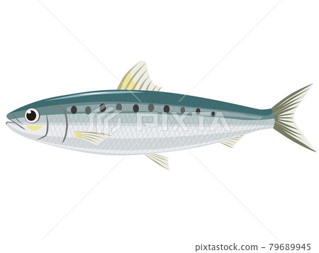 沙丁魚 沙丁魚 79689945