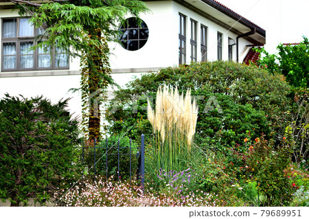 Autumn English Rose Garden and Silver Phragmites at Minato Mirai Park Autumn English Rose Garden and Silver Phragmites at Minato Mirai Park 79689951