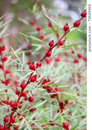 Hibiscus roselle red fruit Hibiscus roselle red fruit 79689968