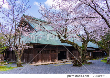 （靜岡縣）伊豆之國市的重要文化遺產、櫻花盛開的江川住宅/本館 79689989