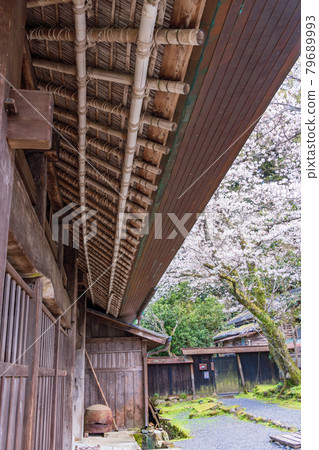 （靜岡縣）伊豆之國市的重要文化遺產、櫻花盛開的江川住宅/本館 79689993