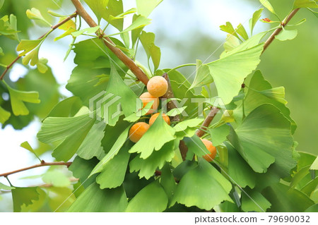 Ripe ginkgo nuts (Ginkgo biloba) 79690032