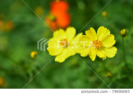 港景山公園秋季英國玫瑰園/薰衣草波斯菊 79690065