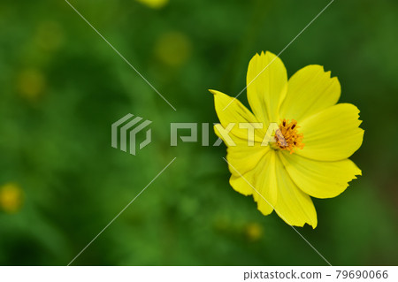 港景山公園秋季英國玫瑰園/薰衣草波斯菊 79690066