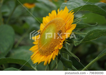 Sunflowers and honey bees 79690090