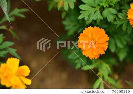 港景山公園秋季英國玫瑰園/薰衣草波斯菊 79690119