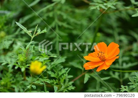 Autumn English Rose Garden and Yellow Cosmos at Minato Mirai Park Autumn English Rose Garden and Yellow Cosmos at Minato Mirai Park 79690120