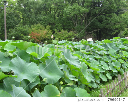 The final days of blooming of the lotus flowers in Chiba Park are approaching 79690147