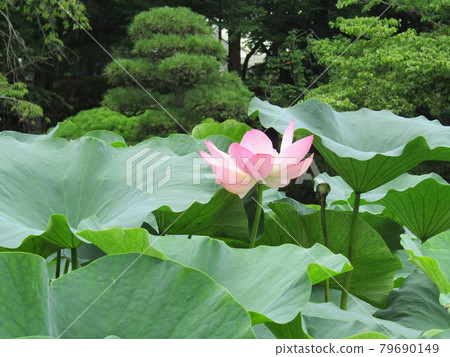 古蓮花大賀蓮花朵 照片素材 圖片 圖庫
