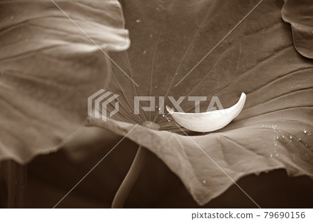 美麗的蓮花，蓮花 79690156