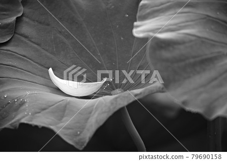 Beautiful lotus, lotus Beautiful lotus, lotus 79690158