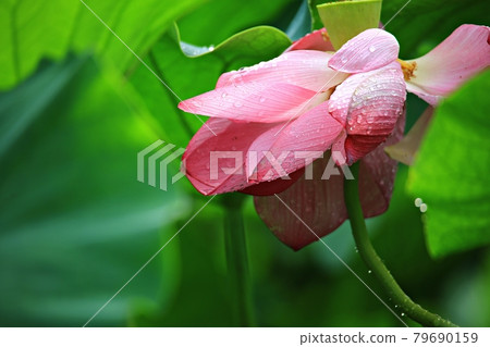 Beautiful lotus, lotus Beautiful lotus, lotus 79690159