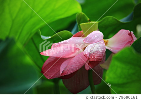 美麗的蓮花，蓮花 79690161