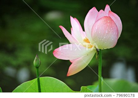 美麗的蓮花，蓮花 79690178