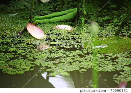 美麗的蓮花，蓮花 79690181