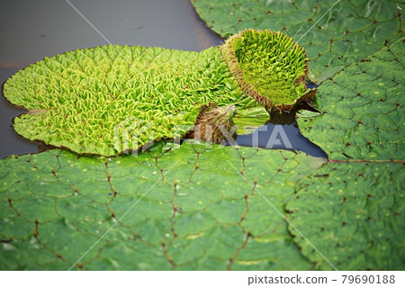 美麗的蓮花，蓮花 79690188