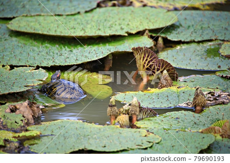Beautiful lotus, lotus Beautiful lotus, lotus 79690193