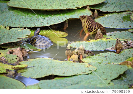Beautiful lotus, lotus Beautiful lotus, lotus 79690199