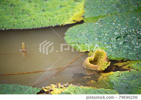美麗的蓮花，蓮花 79690206