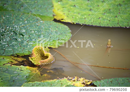 美麗的蓮花，蓮花 79690208