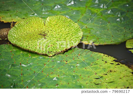 美麗的蓮花,蓮花 美麗的蓮花,蓮花 79690217