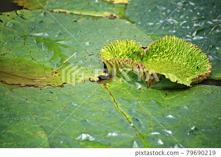 Beautiful lotus, lotus Beautiful lotus, lotus 79690219