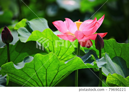 美麗的蓮花，蓮花 79690221