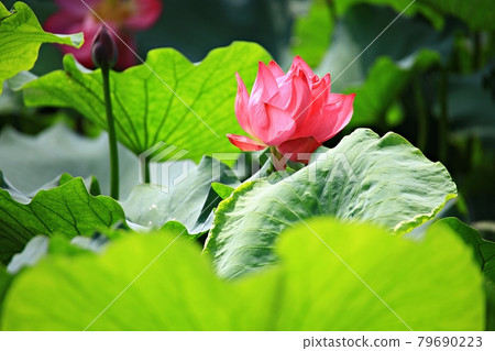 美麗的蓮花，蓮花 79690223