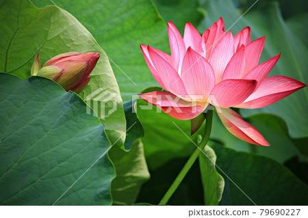 美麗的蓮花，蓮花 79690227