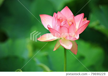 美麗的蓮花，蓮花 79690229