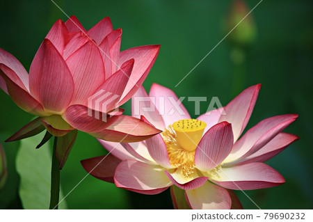 美麗的蓮花，蓮花 79690232