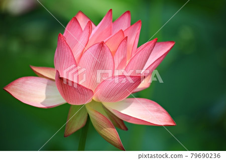 美麗的蓮花，蓮花 79690236