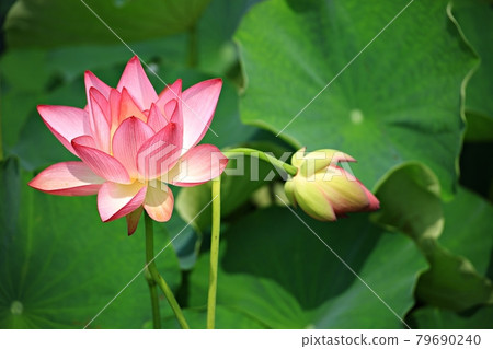 美麗的蓮花，蓮花 79690240