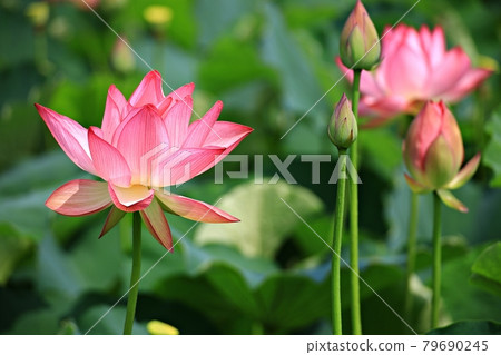 美麗的蓮花，蓮花 79690245