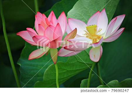 美麗的蓮花，蓮花 79690247
