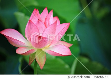 美麗的蓮花，蓮花 79690252