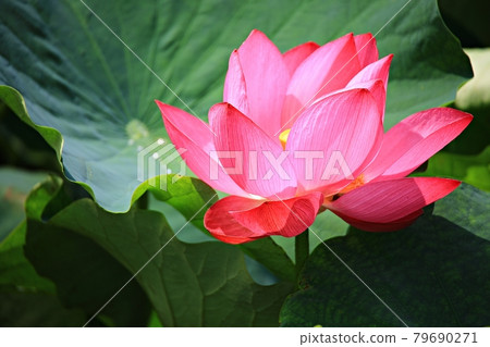 Beautiful lotus, lotus Beautiful lotus, lotus 79690271