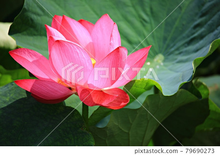 美麗的蓮花，蓮花 79690273