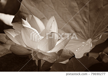 美麗的蓮花，蓮花 79690277