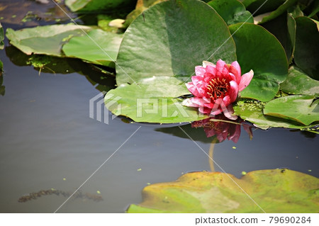美麗的蓮花，蓮花 79690284