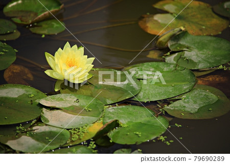 美麗的蓮花，蓮花 79690289