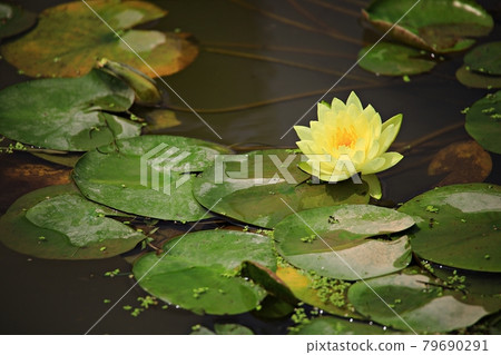 美麗的蓮花，蓮花 79690291