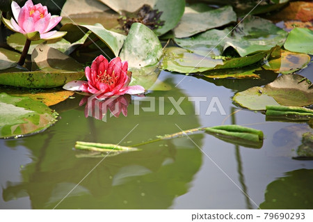 美麗的蓮花，蓮花 79690293