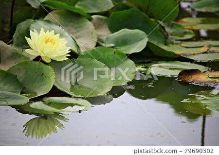 Beautiful lotus, lotus 79690302