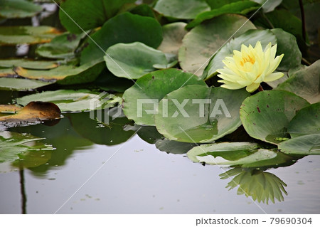 美麗的蓮花，蓮花 79690304