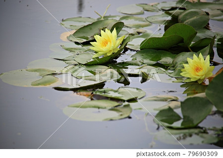 美麗的蓮花，蓮花 79690309