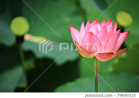 美麗的蓮花，蓮花 79690328